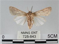 斜紋夜盜蛾藏品圖，第2張