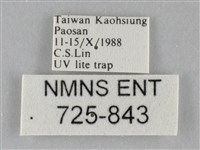 斜紋夜盜蛾藏品圖，第3張