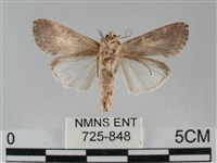 斜紋夜盜蛾藏品圖，第2張