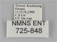 斜紋夜盜蛾藏品圖，第3張