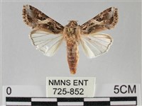 斜紋夜盜蛾藏品圖，第1張