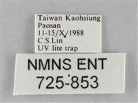 斜紋夜盜蛾藏品圖，第3張