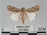 斜紋夜盜蛾藏品圖，第1張