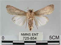 斜紋夜盜蛾藏品圖，第2張