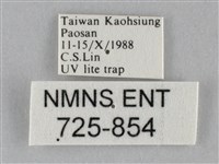 斜紋夜盜蛾藏品圖，第3張