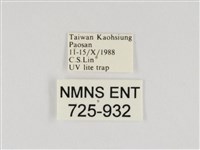 線紋篩蛾藏品圖，第3張