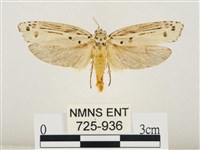 線紋篩蛾藏品圖，第1張