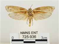 線紋篩蛾藏品圖，第2張