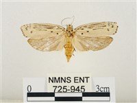 線紋篩蛾藏品圖，第1張