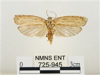 線紋篩蛾藏品圖，第2張