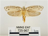 線紋篩蛾藏品圖，第1張