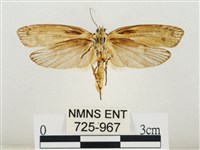 線紋篩蛾藏品圖，第2張