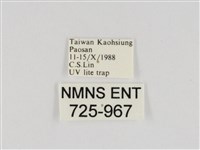 線紋篩蛾藏品圖，第3張