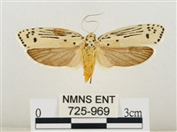 線紋篩蛾藏品圖，第1張