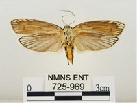 線紋篩蛾藏品圖，第2張