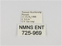 線紋篩蛾藏品圖，第3張