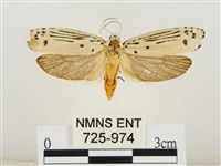 線紋篩蛾藏品圖，第1張