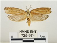 線紋篩蛾藏品圖，第2張