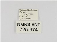 線紋篩蛾藏品圖，第3張