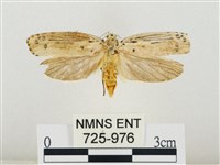 線紋篩蛾藏品圖，第1張