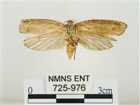 線紋篩蛾藏品圖，第2張