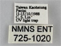 眉原褐刺蛾藏品圖，第3張