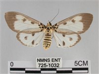 長斑擬燈蛾藏品圖，第1張