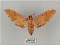 廣東鷹翅天蛾藏品圖，第2張