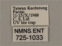 廣東鷹翅天蛾藏品圖，第3張