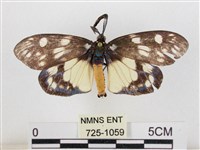 蓬萊茶斑蛾藏品圖，第1張