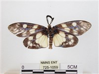 蓬萊茶斑蛾藏品圖，第2張