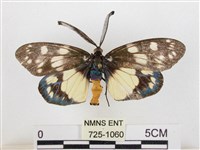 蓬萊茶斑蛾藏品圖，第1張