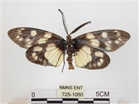 蓬萊茶斑蛾藏品圖，第2張