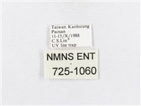 蓬萊茶斑蛾藏品圖，第3張