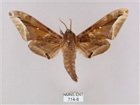 白點天蛾 藏品圖，第1張