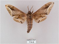 白點天蛾 藏品圖，第2張