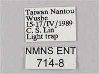 白點天蛾 藏品圖，第3張