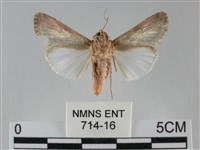 斜紋夜盜蛾藏品圖，第2張