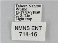 斜紋夜盜蛾藏品圖，第3張