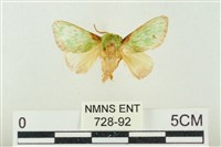 素木綠刺蛾藏品圖，第1張