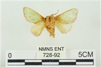 素木綠刺蛾藏品圖，第2張