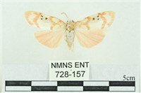 臺雪苔蛾藏品圖，第1張