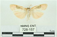 臺雪苔蛾藏品圖，第2張