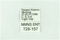 臺雪苔蛾藏品圖，第3張