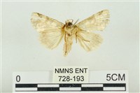 連珠波紋蛾藏品圖，第2張