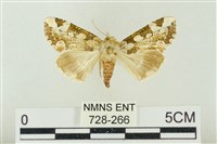 連珠波紋蛾藏品圖，第1張