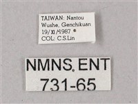 臺灣白肩天蛾藏品圖，第3張