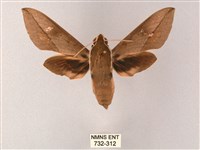 藏斜紋天蛾藏品圖，第1張