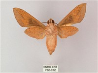 藏斜紋天蛾藏品圖，第2張