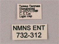 藏斜紋天蛾藏品圖，第3張